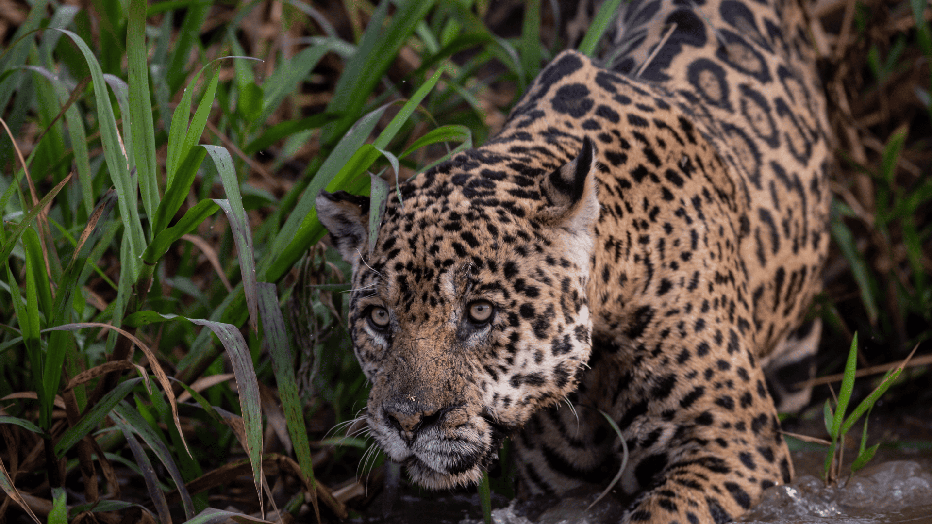 7 Days Pantanal Jaguar Adventure
